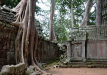 Photo angkor_wat_wurzeln