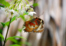 Photo Schmetterling